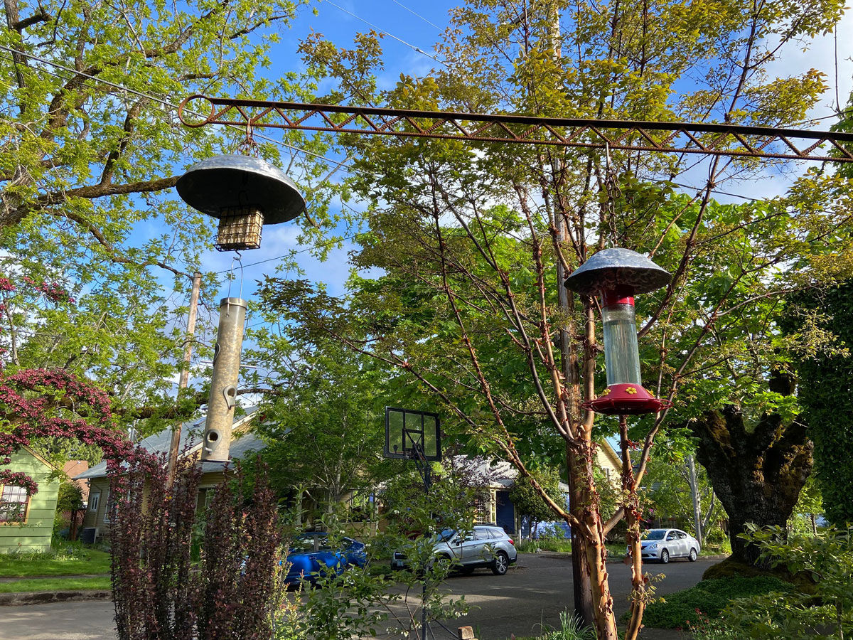 OregonStateExt's tweet photo. With the current outbreak of avian flu in Oregon, wild bird enthusiasts wonder if they should take down backyard feeders. Since songbirds very rarely catch the illness, experts say no. https://t.co/b2N16T01xs #AvianFlu #BirdFlu #GardeningTips @ORagriculture @osufwcs https://t.co/qlSTK8PrhA