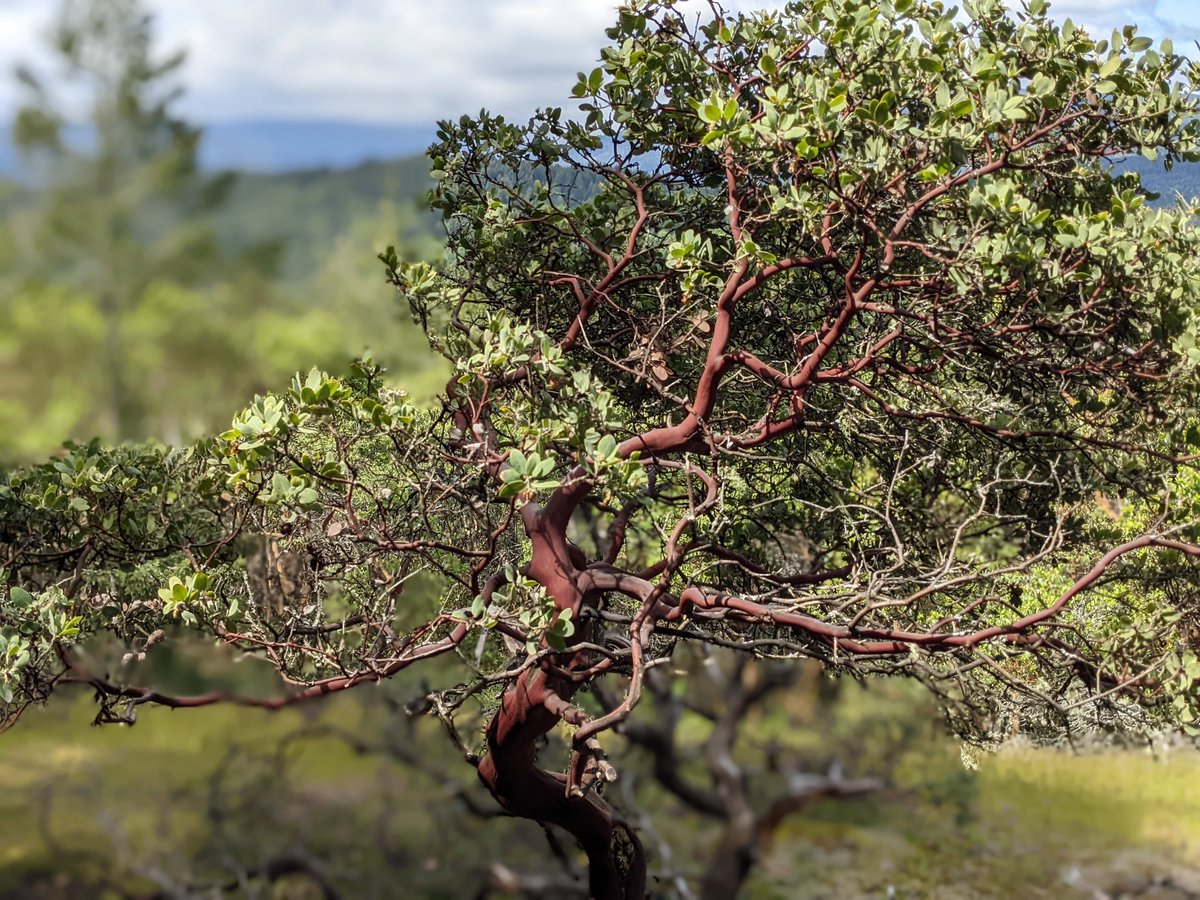 minnie_libre's tweet photo. #SciRen Arbutus https://t.co/XI4LC3PP5t