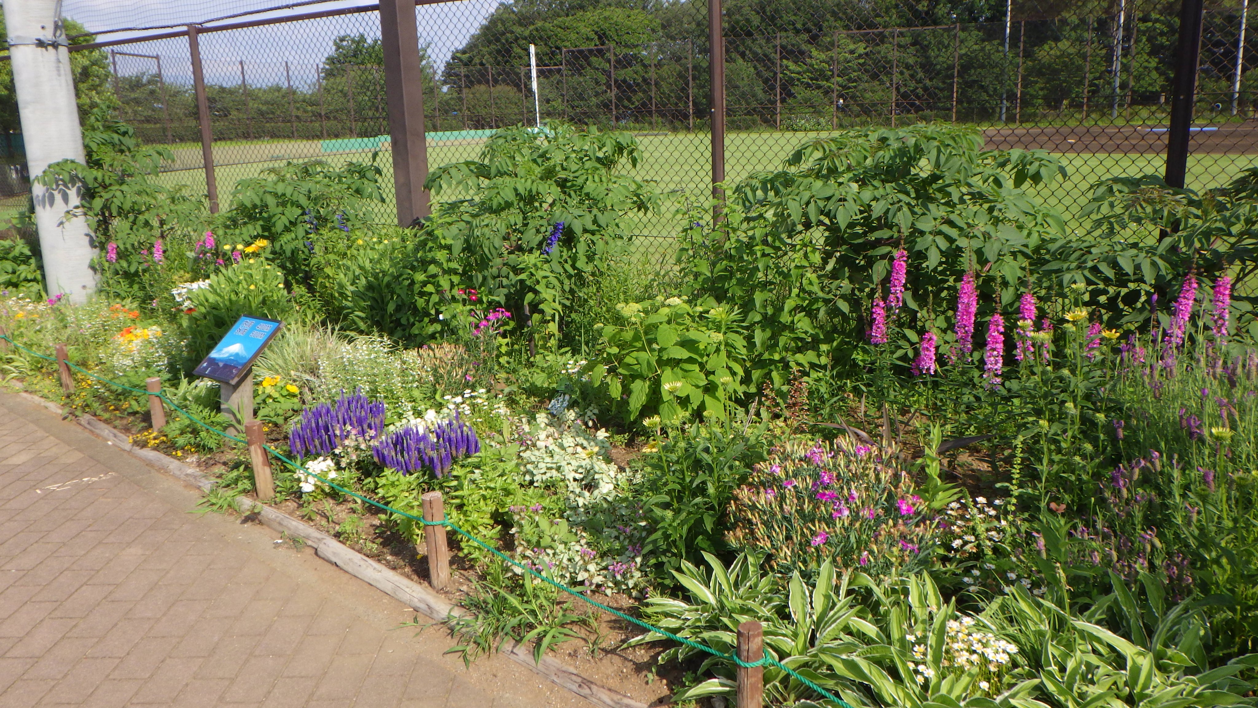 中田中央公園 昨年造った宿根草花壇が 花で華やかになってきました 宿根草花壇 は 花の時季以外は地味で見過ごしててしまいがちですが 花の季節になるとがぜん季節感満載できれいに咲いてくれます 隣のコリウスとコキアの花壇と合わせて見に来てください