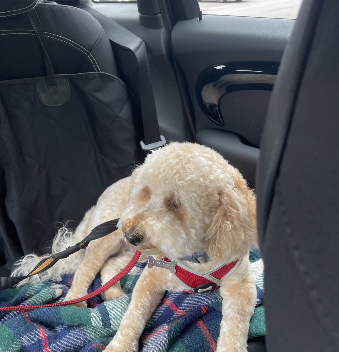 Ruby_Cockapoo's tweet image. I do love a car ride 🚗🐶🐾💕 #DogsofTwitter #Rubyroo