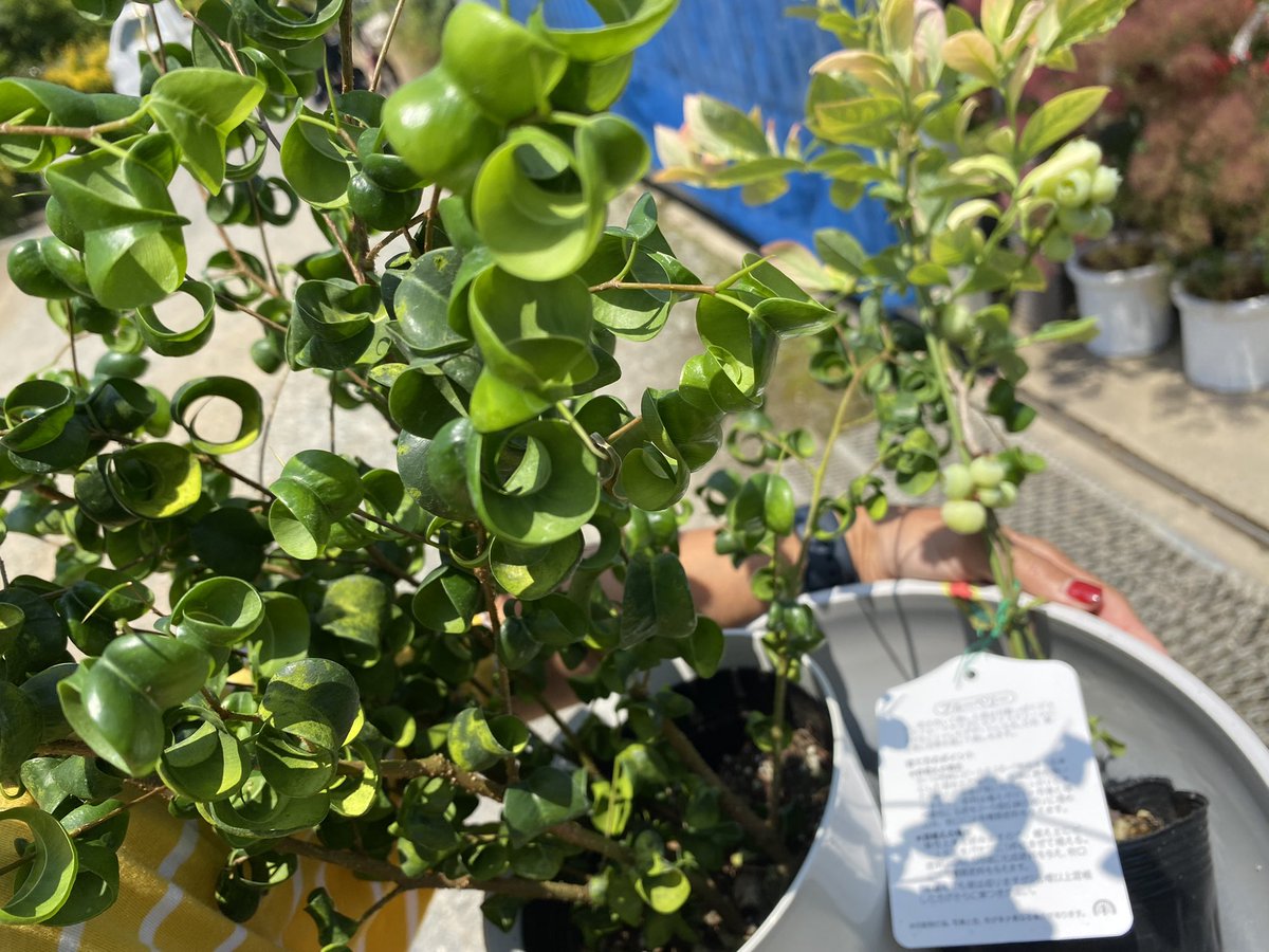 おはようございます🌈
昨日は初めて行った植物屋さんで
胸ときめかせて来ましたー🪴🌳🌿
新しく仲間入りをした2種類✌️🧡
今日もお店に行きたい所存です🌼🌼

#観葉植物
#ガーデニング
#フィカスベンジャミンバロック