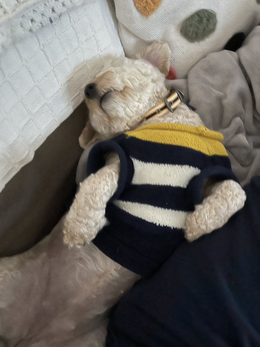 Ruby_Cockapoo's tweet image. I love relaxing 🐶🐾💕 #DogsofTwittter