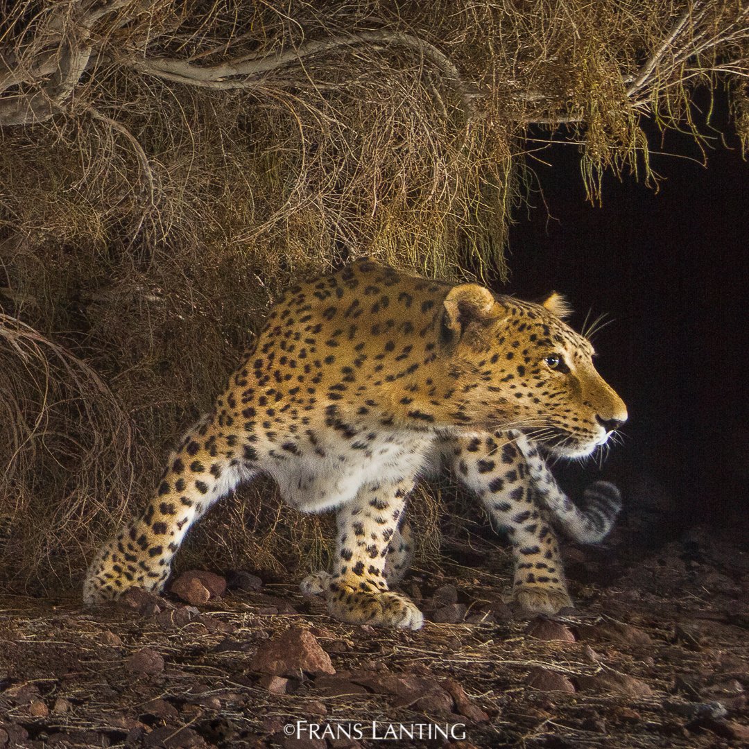The Persian leopard is almost extinct. Yet in Iran, 7 conservationists have been jailed unjustly for more than 4 years now. They deserve to be freed to pave the way for new international efforts. #anyhopefornature #FreeIranianConservationists #OnlyOneEarth #WorldEnvironmentDay