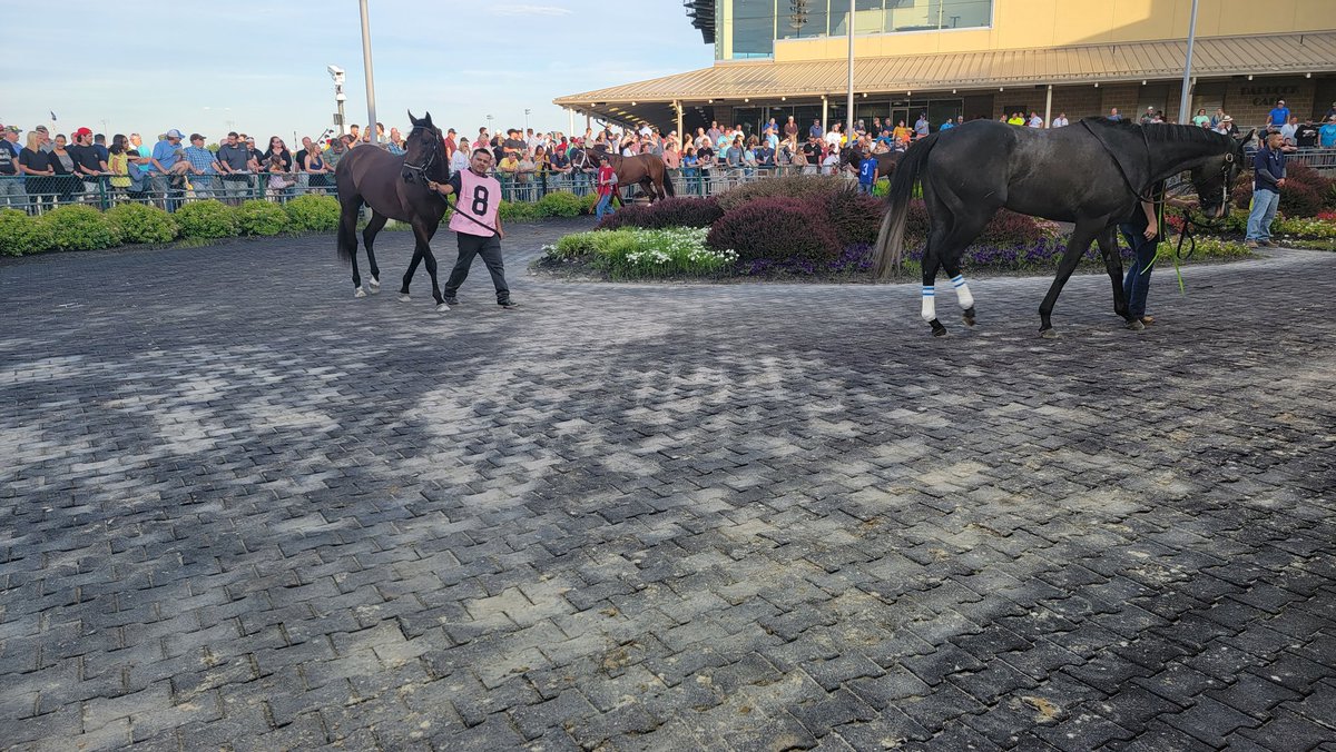 RacingRogers's tweet photo. Horses in the paddock for the Grade 2 Penn Mile! @HollywoodPenn https://t.co/CE2wcAnKRv