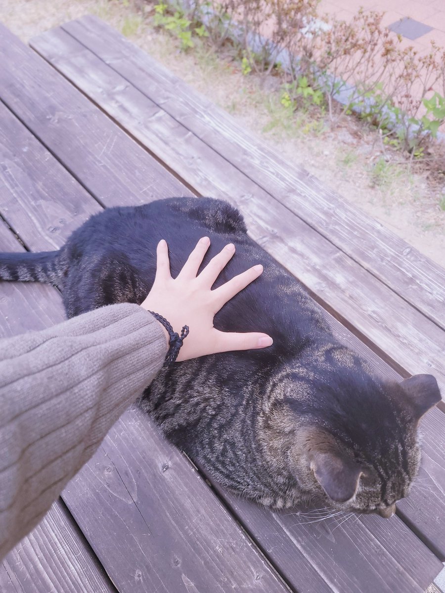 Ginger_commu's tweet photo. @sianon_ 왕 커요
제 손이... 쫙펴면 20cm 좀넘을텐데 https://t.co/8CSkNzAoTS