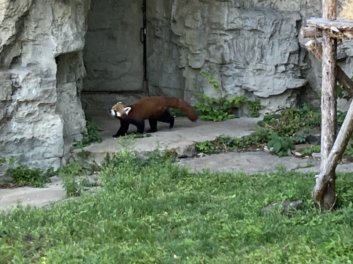 mrsmeegan's tweet photo. St. Louis Zoo 2 - Super Cool! @CoonleyES @msforeman313 https://t.co/glyCvsnZQT