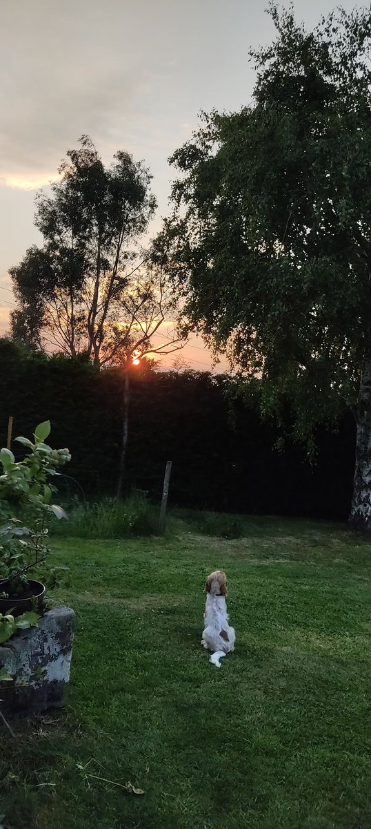 URSpellbinding's tweet photo. Watching our little sister listening to the birds as the sun sets. #puppy #cockerspaniel #heartofgold https://t.co/ZsVIXizAkq