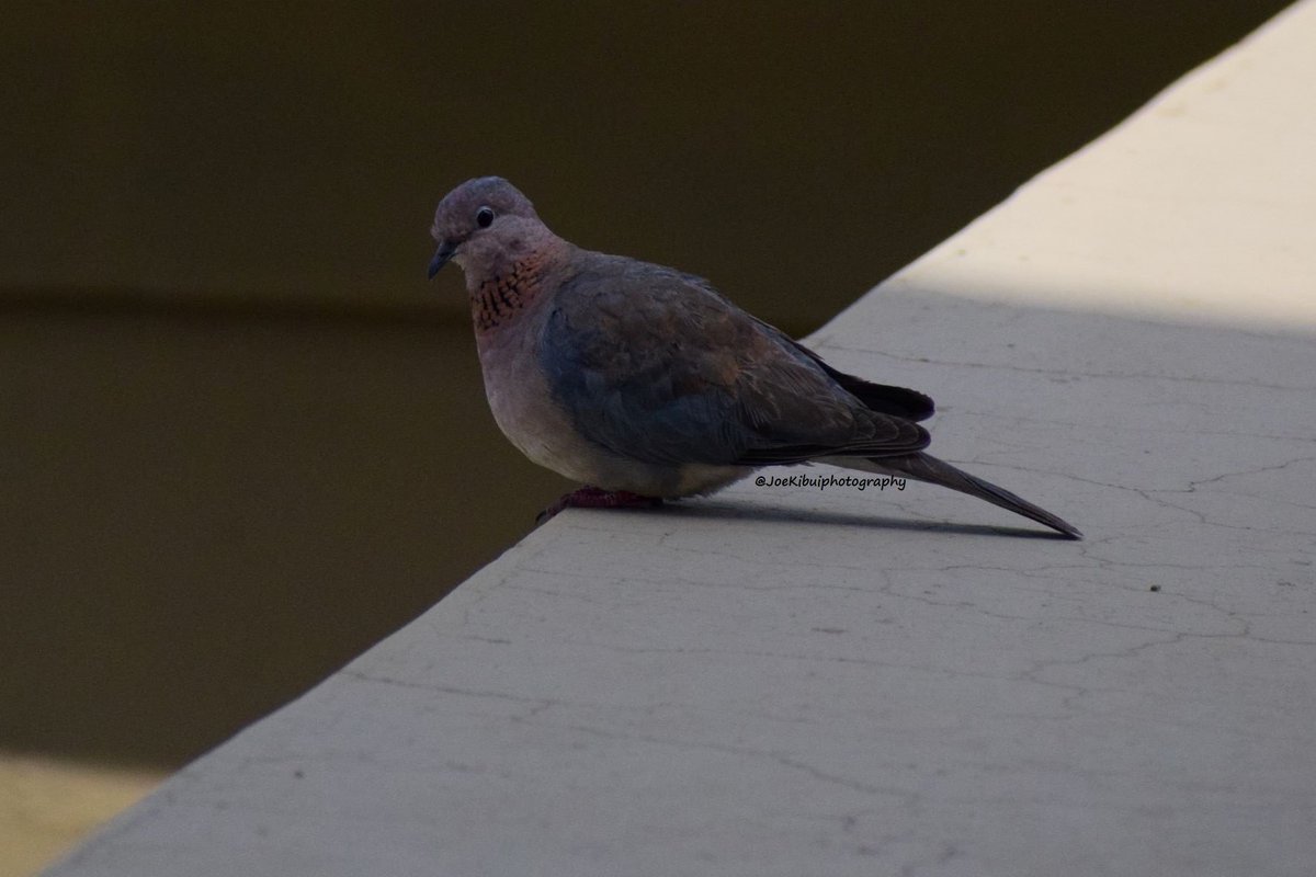 Laughing dove
#laughingdove #dove