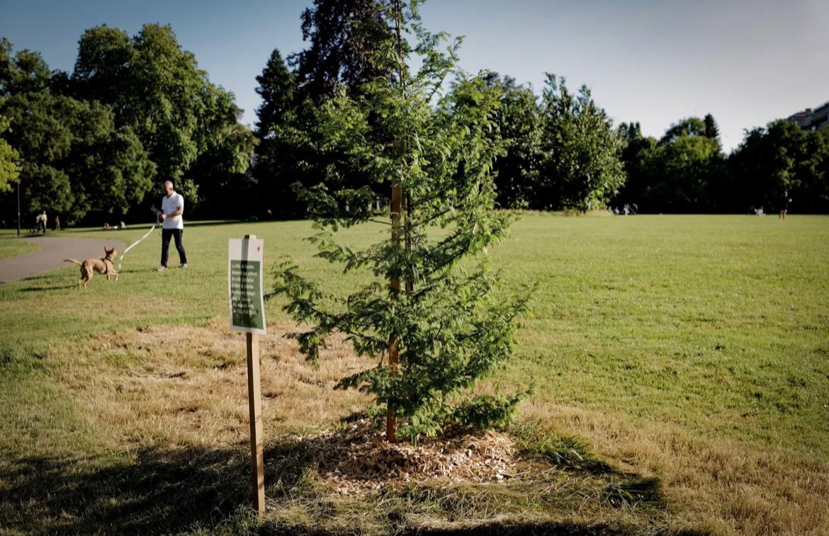 🇨🇭La mairie de Genève cherche à identifier un planteur d’arbres clandestin
mediavenir.fr/ecologie/genev…