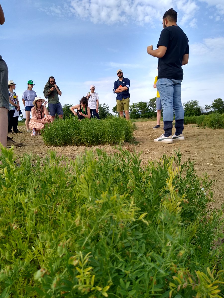 matteo_petitti's tweet photo. #ECOPB young #breeders network #SummerSchool #Day2 @CiRAA_Unipi and @ScuolaSantAnna with https://t.co/6DMeU5zMZS @FiBLBreeding and @retesemi 
#OrganicPlantBreeding
#OrganicVarieties 
#intercropping #legumes https://t.co/cQRNERKv76