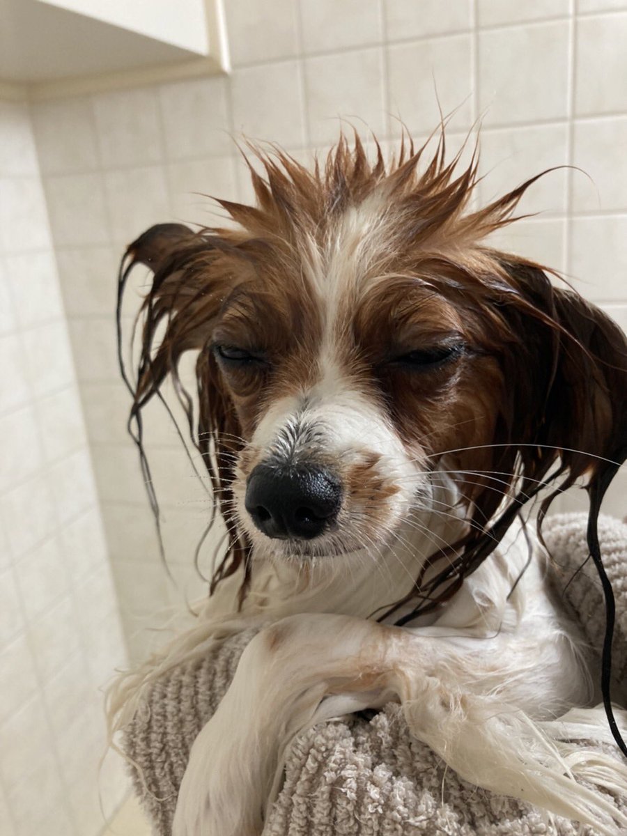 hapihapiakiki's tweet photo. 表情豊か
#パピヨン #犬 https://t.co/dJqXh3iIyZ