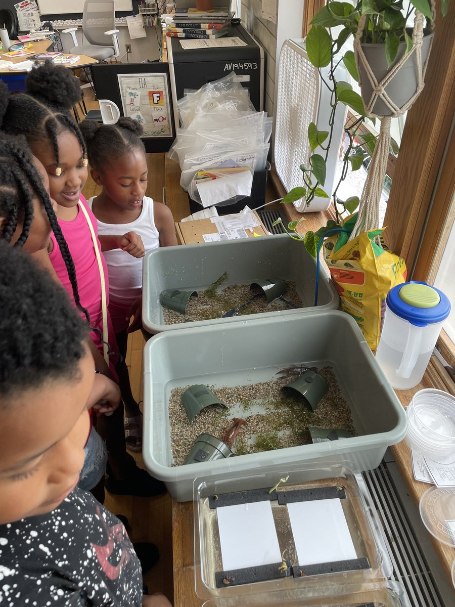 brijoy18's tweet photo. We have some new friends in our classroom! We are excited to learn about the structures and habits of another organism! #funinleaening #structuresoflife #handsonlearning @VanDuynChamps @SCSDScience https://t.co/4PGArd2lV8