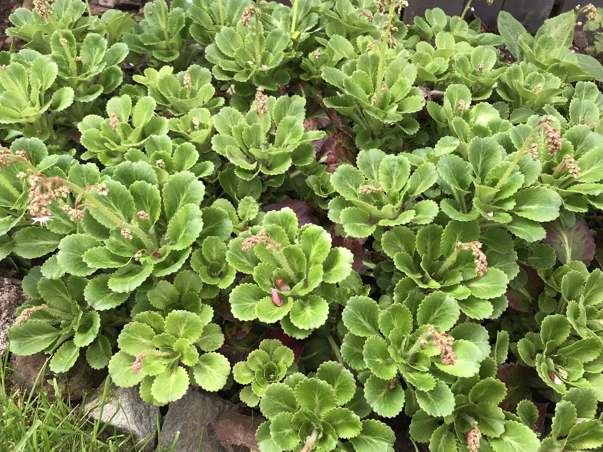 I know this is late but happy pride month! You're all welcome on this page. :-)) 
This is a plant called "London Pride" but a lot of people just call it pride plant—it's not very colourful but still one of my favourites.