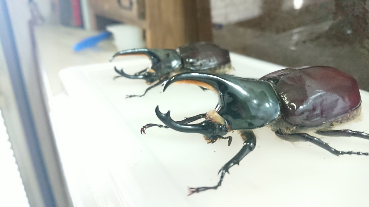 グラントシロ2号と3号です!

3号くん大きい 