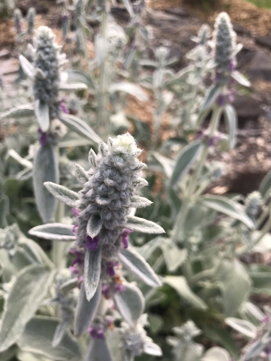 round_third's tweet photo. Our pollinator garden is looking really good!! https://t.co/JnbUtD293M