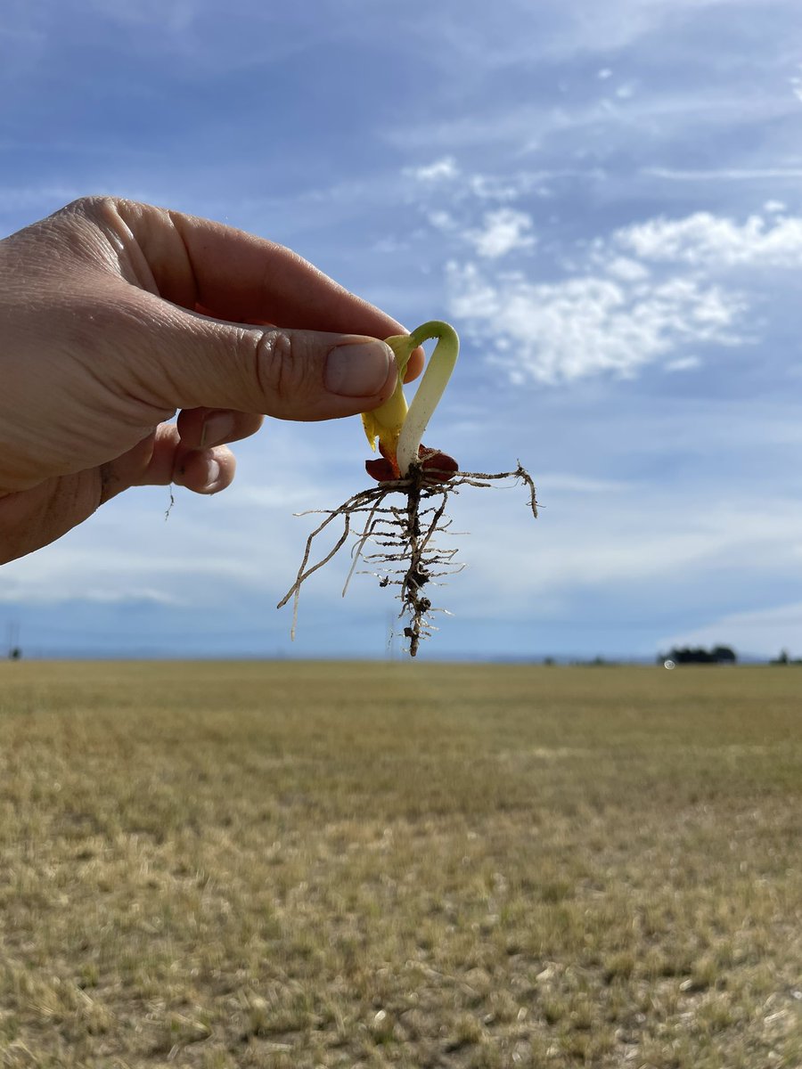 SOILFARM3R's tweet photo. A happy and healthy start! Biology and minerals at birth! #regenagronomy #minerals #microbes #wormgold https://t.co/yxXVa1ydVN