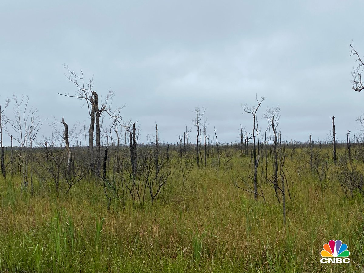 shomaristone's tweet photo. @thenewsoncnbc’s Shomari Storm Reports.
#GhostForests #ClimateChange https://t.co/vy9aJmDJpJ