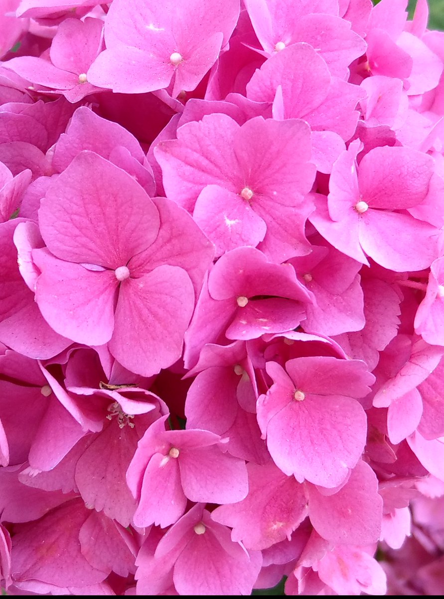 drawstickpeople's tweet photo. Today in LA

#hydrangealovers https://t.co/fYoXJXUkML