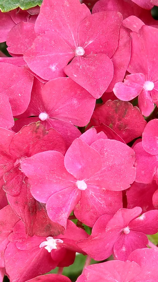 drawstickpeople's tweet photo. Today in LA

#hydrangealovers https://t.co/fYoXJXUkML