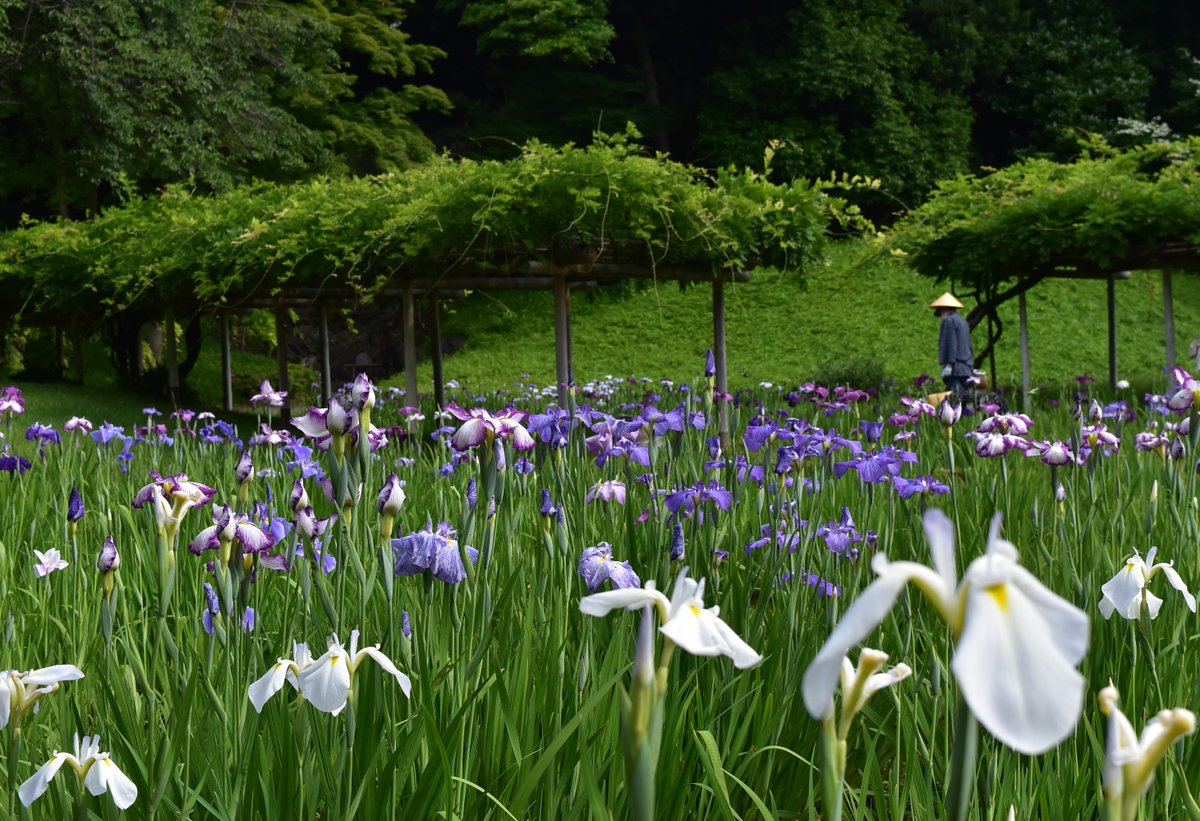 ハナショウブの花 見ごろとなりました 新緑の中 青 白 紫の彩りを爛漫と広げています 朝方には花がら摘みも行っています 小石川後楽園 庭園 文京区 ツイッターで楽しむ庭園 ハナショウブ 文京区 文京区民ニュース