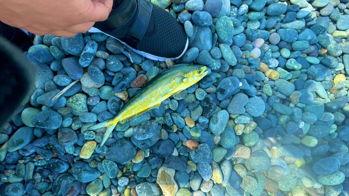 ru3_angler's tweet photo. ワカワカワカワカシイラ〜楽し！ https://t.co/52x15ZnRaX