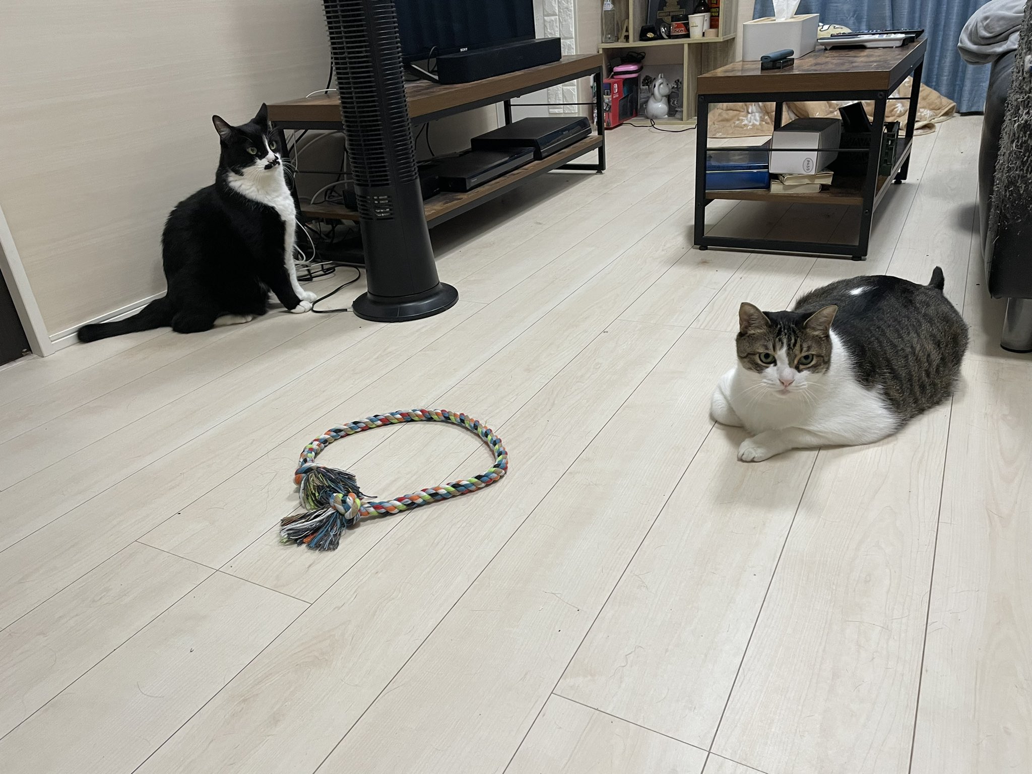 Llr伊藤智博 おはよーございます 今朝の ちょび丸とら丸まる子まる助りき丸 T Co R4rp7f99sz Twitter Llr伊藤智博 おはよーございます 今朝の ちょび丸とら丸まる子まる助りき丸 T Co R4rp7f99sz Twitter