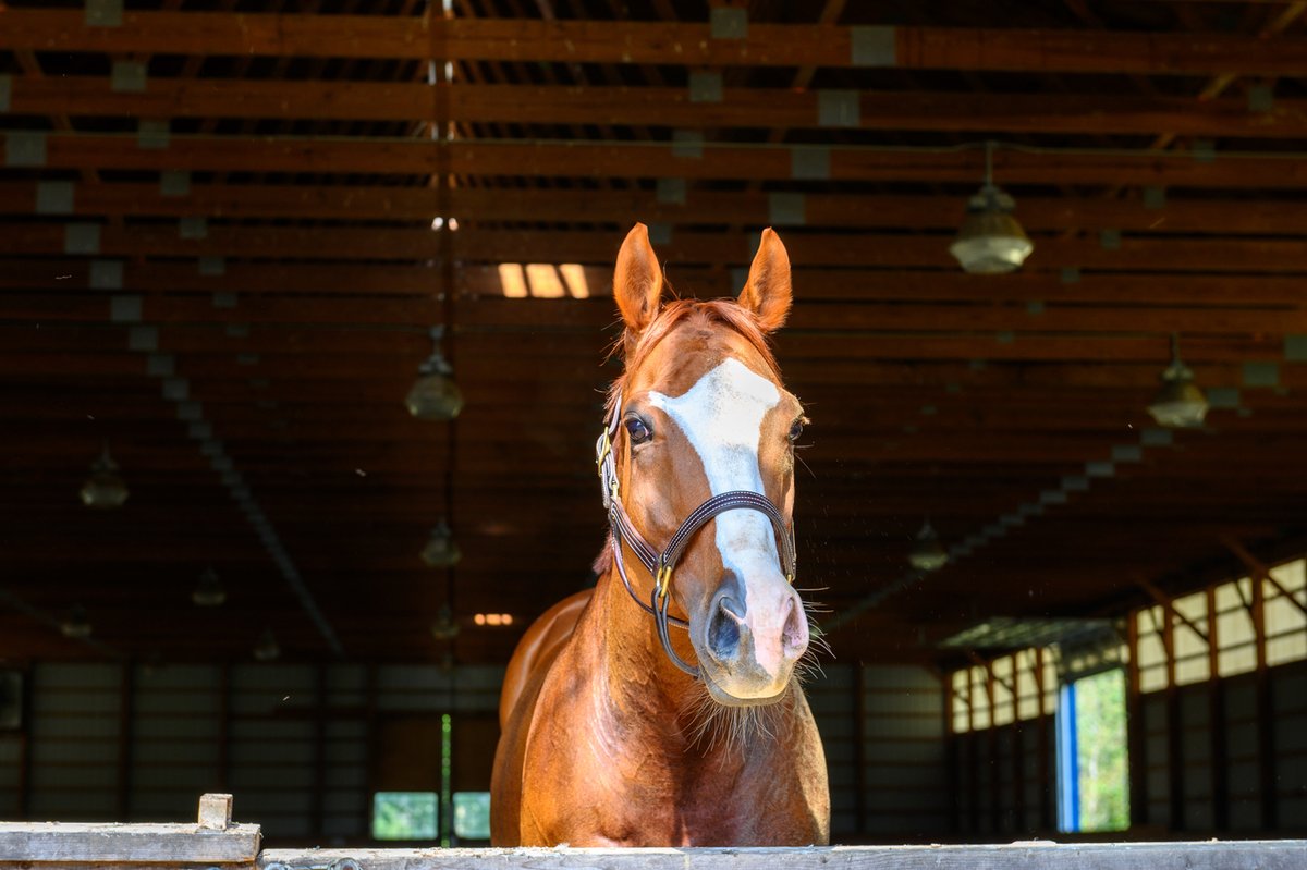 Vet exam today to check IOP. Elevated in right eye (32). Possible glaucoma. Doesn't give us a why but it would explain the sudden loss of sight in his left eye and abnormal ultrasound. In a holding pattern till appointment monday at Cornell. Keep him in your thoughts. B