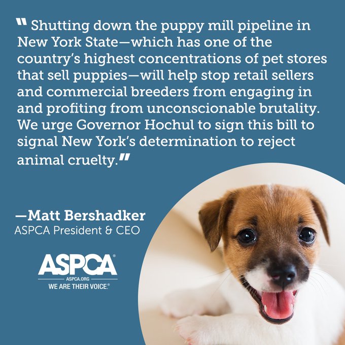 New York Passes Bill To Ban Sale Of Cats And Dogs In Pet Stores Petsradar