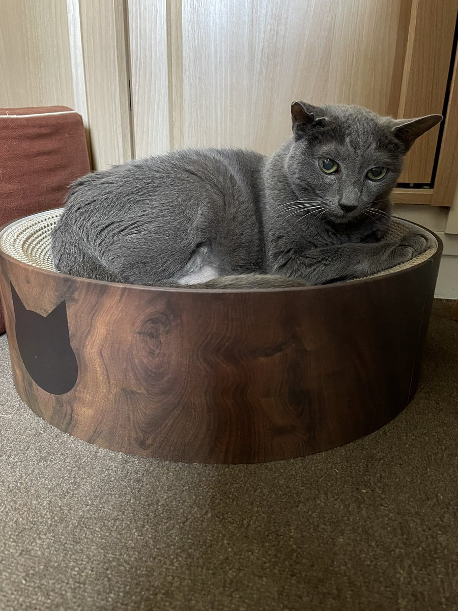 6月4日はロシアンブルーの日