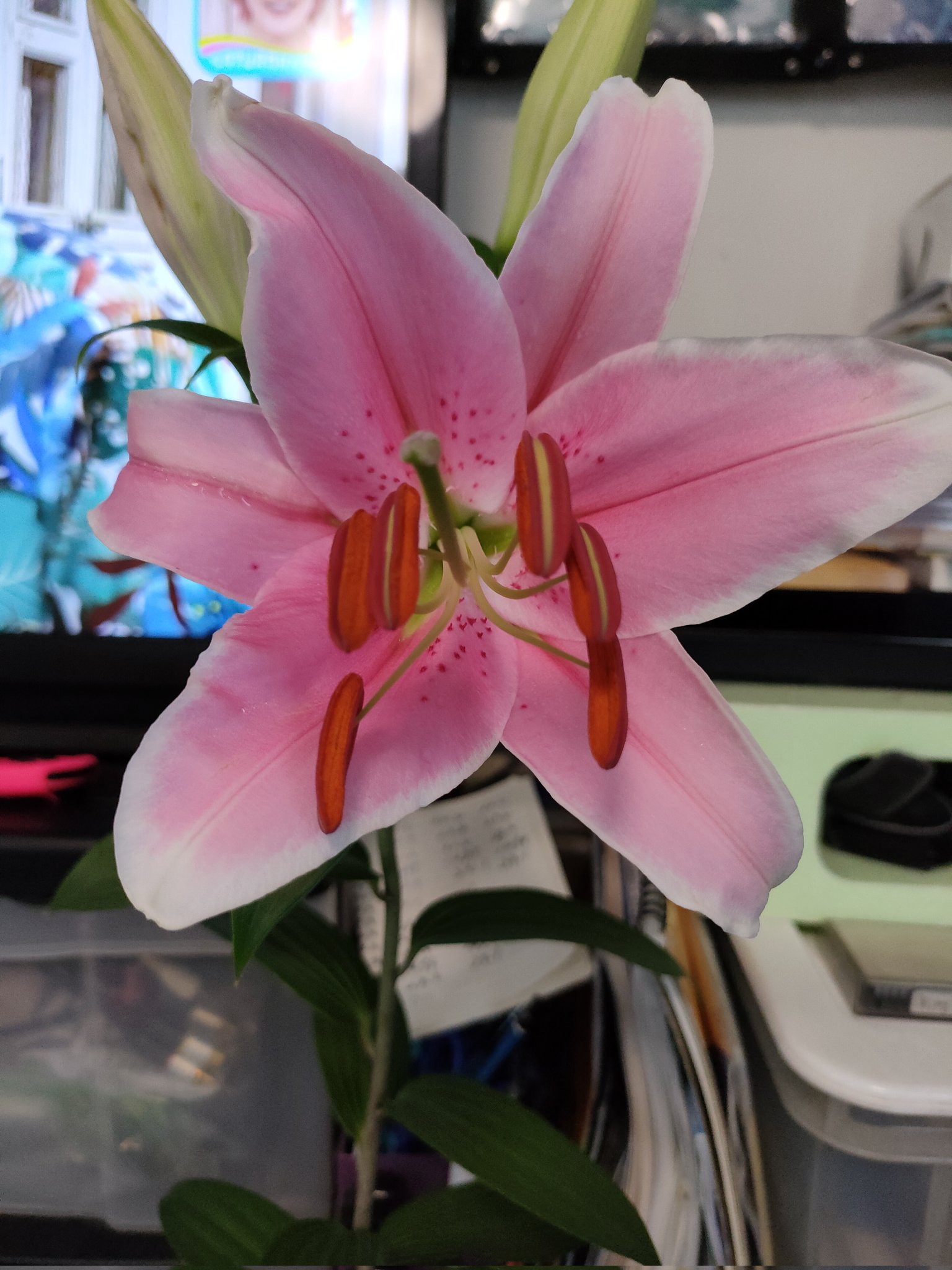 嵯峨野の大将 3月に球根から植えた ソルボンヌ ユリ 今朝 花が咲きました T Co Xunj7dgfty Twitter