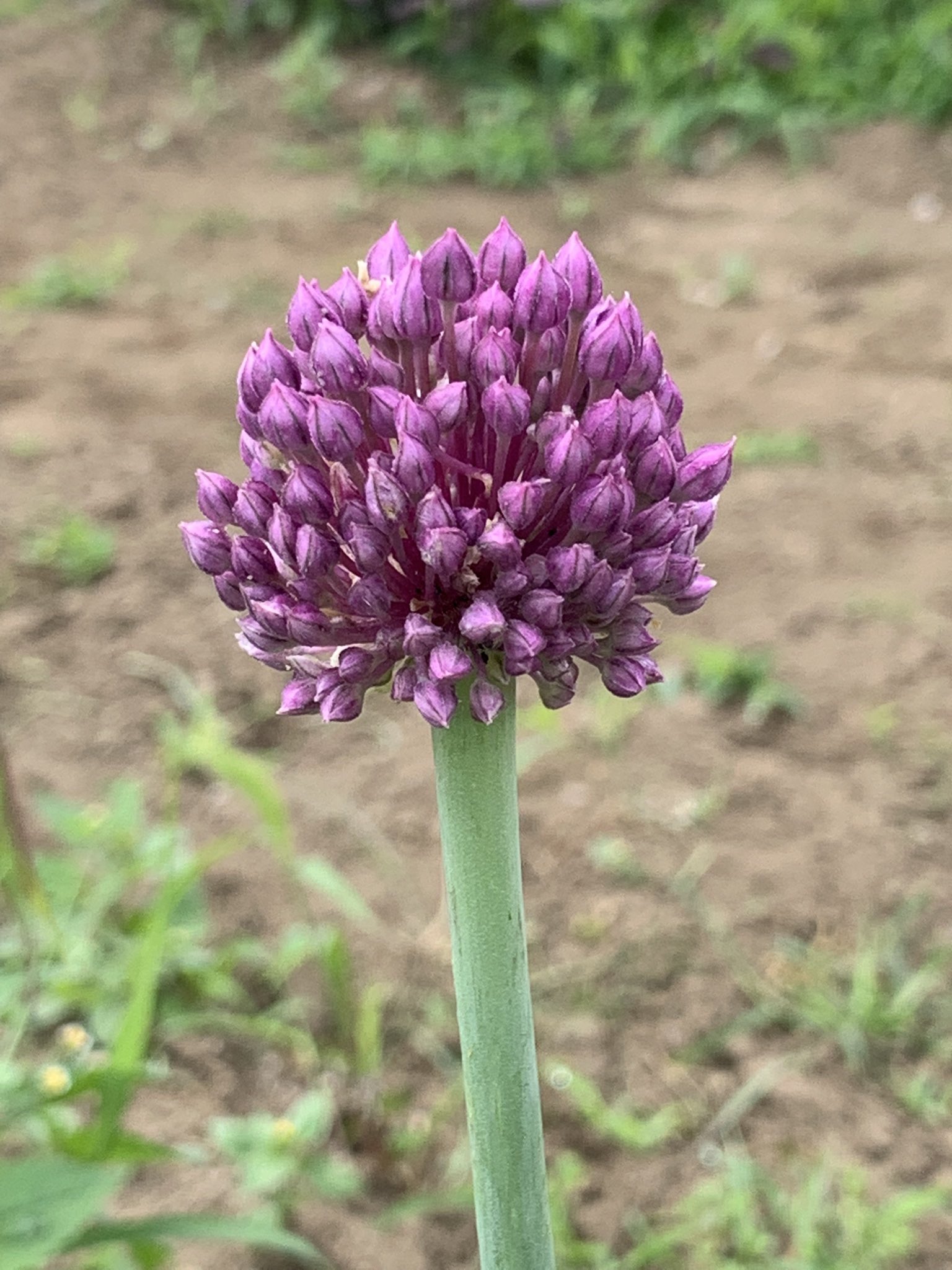 玉木ことみ 今年はニンニク不出来だった ニンニクの芽も楽しめず 放置してたら花が咲いてました T Co 31ut3b6mph Twitter