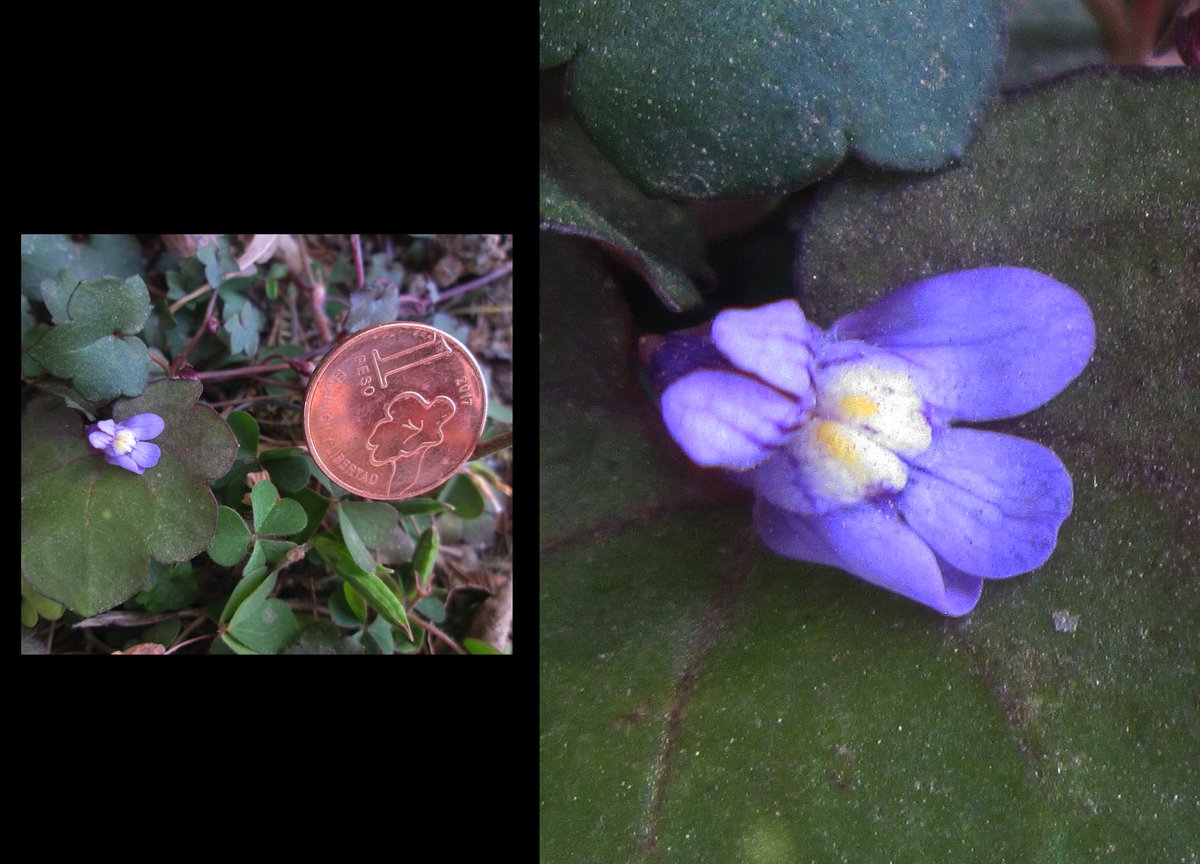 EdwStoneart's tweet photo. #microflowers #flowers #nature #piedraspintadas  #naturaleza #plants #micro  #photography https://t.co/r6nuTMamCu