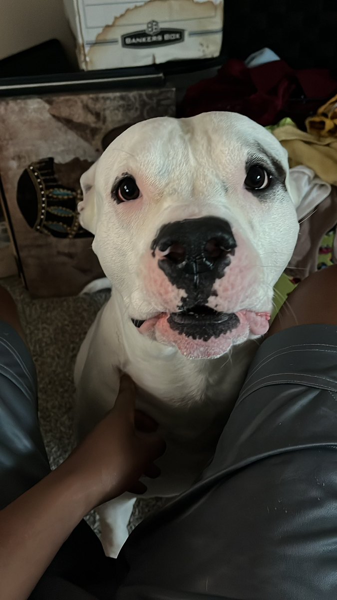 DarthKonji_Sen's tweet image. My lil baby!  #PandaSpeaks