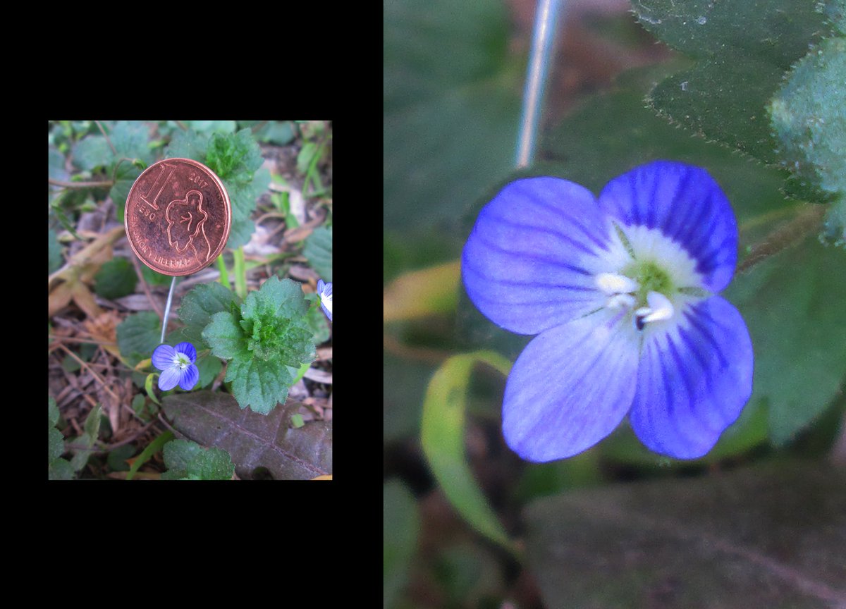 EdwStoneart's tweet photo. #microflowers #flowers #nature #piedraspintadas  #naturaleza #plants #micro  #photography https://t.co/c11JN12xvQ