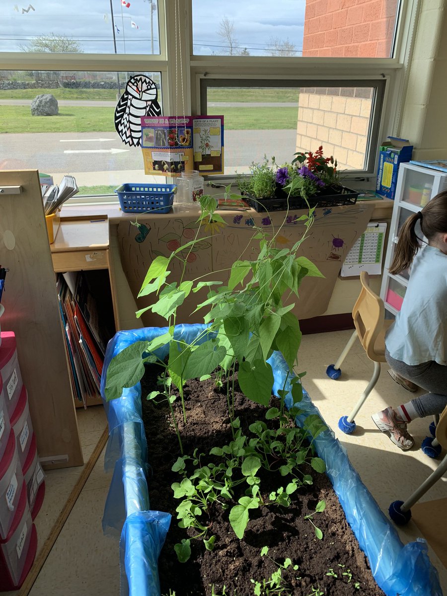 Our rainbow garden was a success! We added in wood, insects, birds, books about flowers and plants. We learned about living things. #Mcsgophers #grade1isfun
