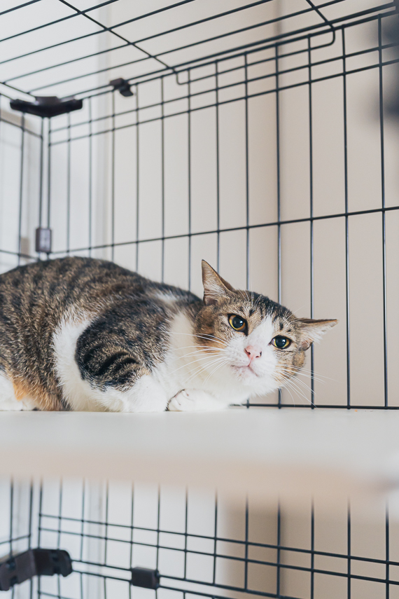 「ゆるちゃんと、ゆーばん
(あさのますみさんの「猫のまもりびと」)

預かりボラン」|フェリシモ「猫部」のイラスト