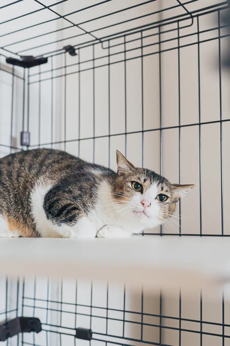 ゆるちゃんと、ゆーばん
(あさのますみさんの「猫のまもりびと」)

預かりボランティアに立候補した我が家にやってきた、奄美の猫「ゆるちゃん」と、
えつこさんが預かることになった「ゆーばん」のお話です。

第13回更新しました⇒https://t.co/NVQ9eazJlJ 