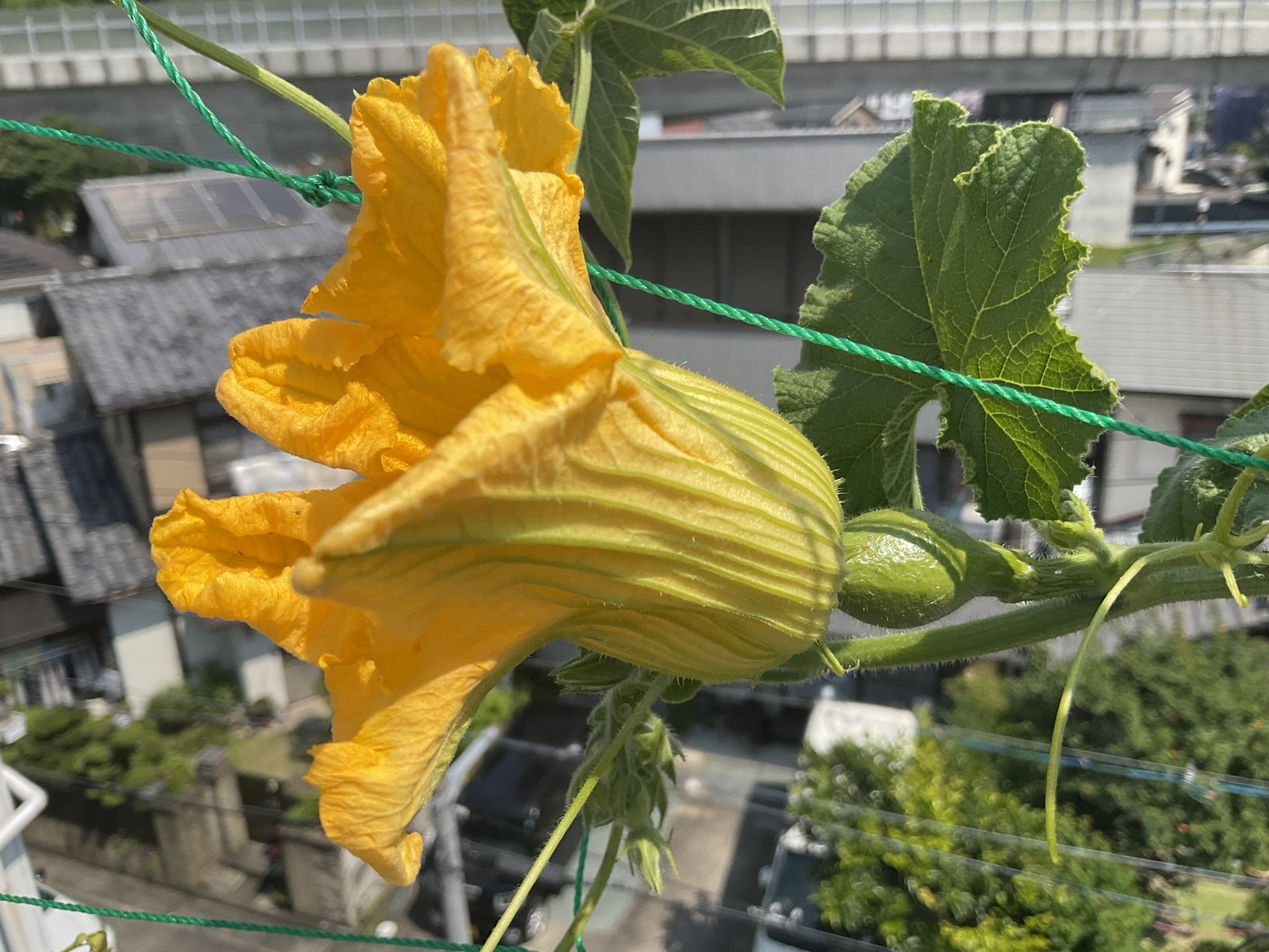 西豊田学区地域支え合い体制づくり実行委員会 これまで二つほど付いたカボチャの雌花はどれも結実せず もう一つ雌花が付き 大型のハチが盛んに飛んでいたので今回は受粉したかな 小玉スイカの親ヅルに初めて雌花が咲きました 雄花も咲いていたので