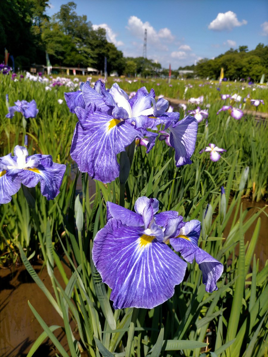 token201704's tweet photo. お花も見頃✨
陽射しがやや強め
…帽子忘れた
と言うか置いてきたのが悔やまれますが💦
風も気持ち良いです🍀

#tokota…higamuratabi? https://t.co/Mj5HcS2b1g