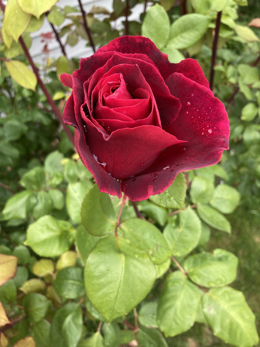 nirvanaraw's tweet photo. Our rose bush has the most amazingly beautiful, fragrant roses I’ve experienced. She’s preparing what seems to be a hundred blossoms, some large like this beauty and some small clusters. 

#savesoil #soilforroses #soilforbeauty https://t.co/L4WgW0Ffvf