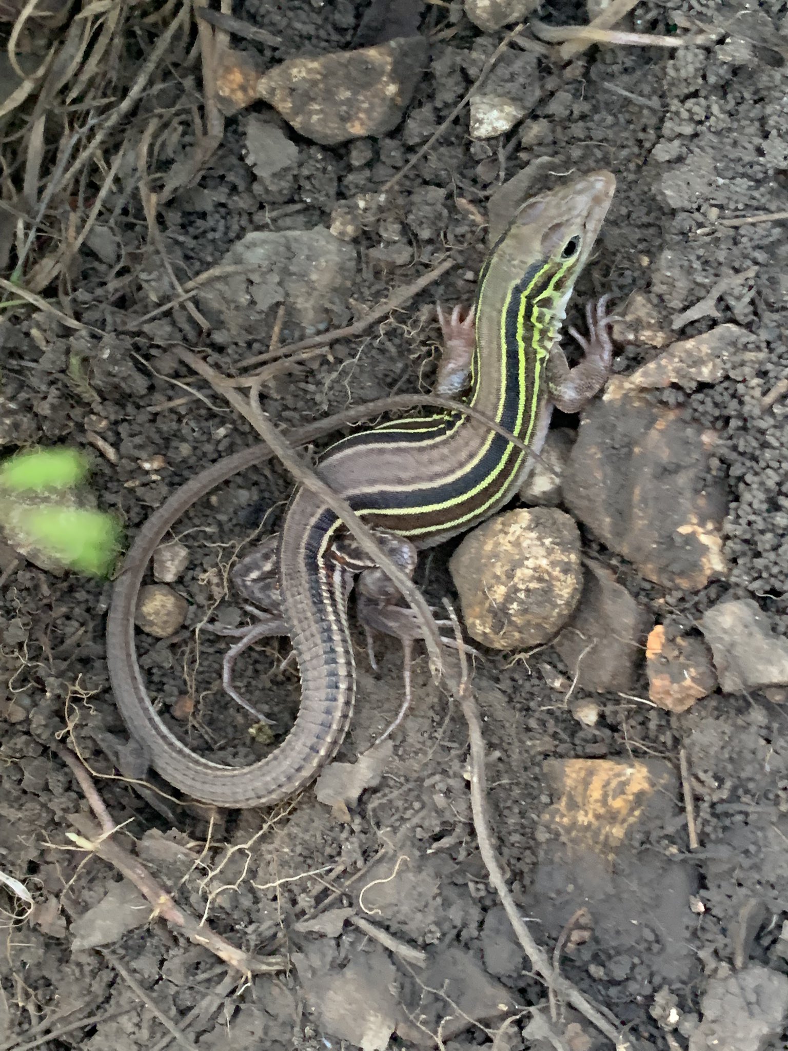 FemboyFishing🏳️⚧️🎣 on Twitter: