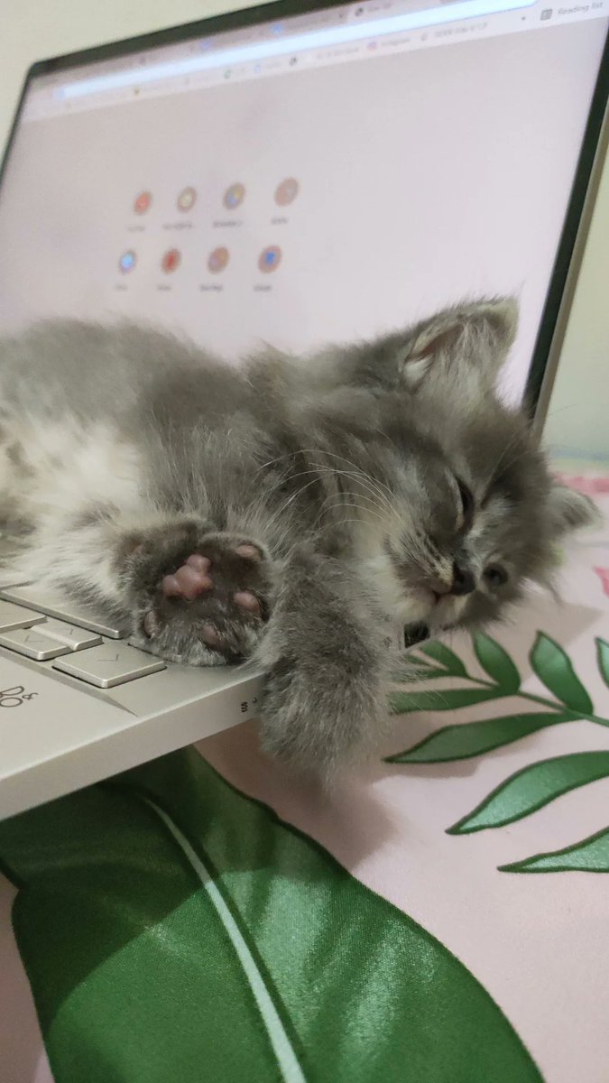 cannot be blank tweet media