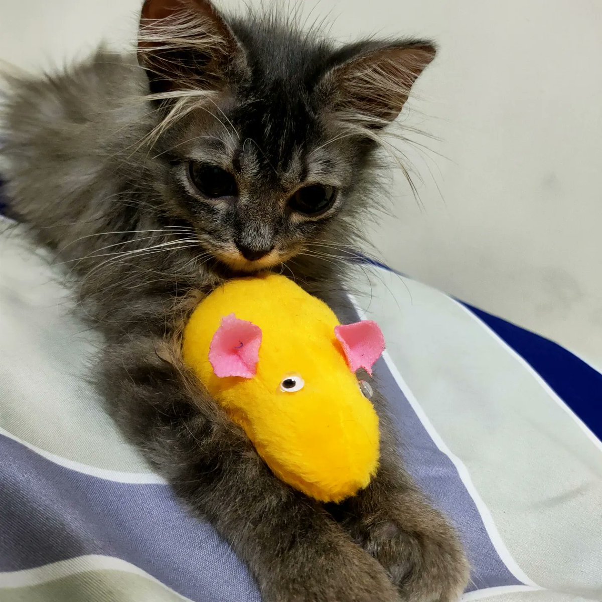 cannot be blank tweet media