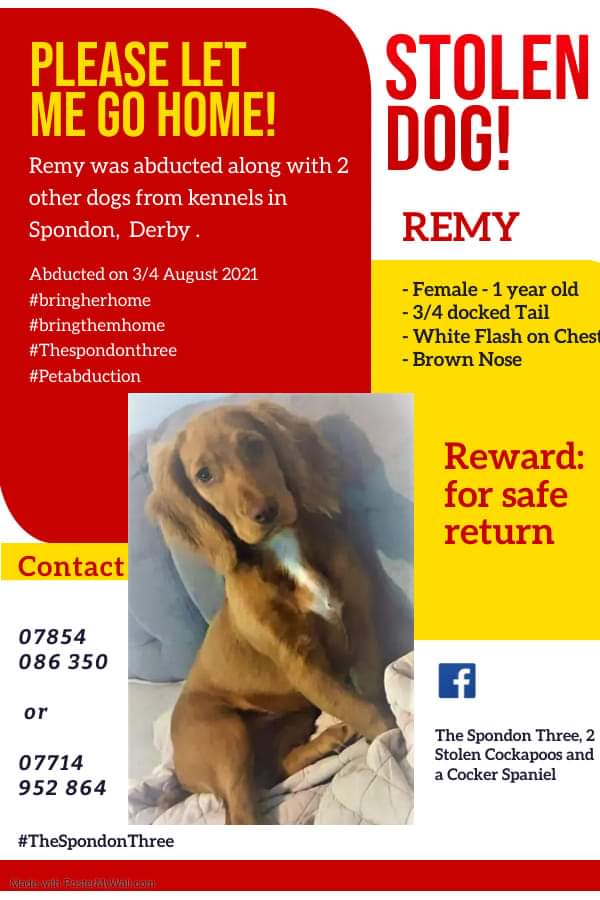 #Remy needs to be home, she has a family that desperately miss her. 

If you know something...SAY SOMETHING

Remy belongs to young children and their world has been turned upside down😥

☎️☎️ please call numbers on the poster  ☎️☎️
#thespondonthree

facebook.com/groups/1789639…
