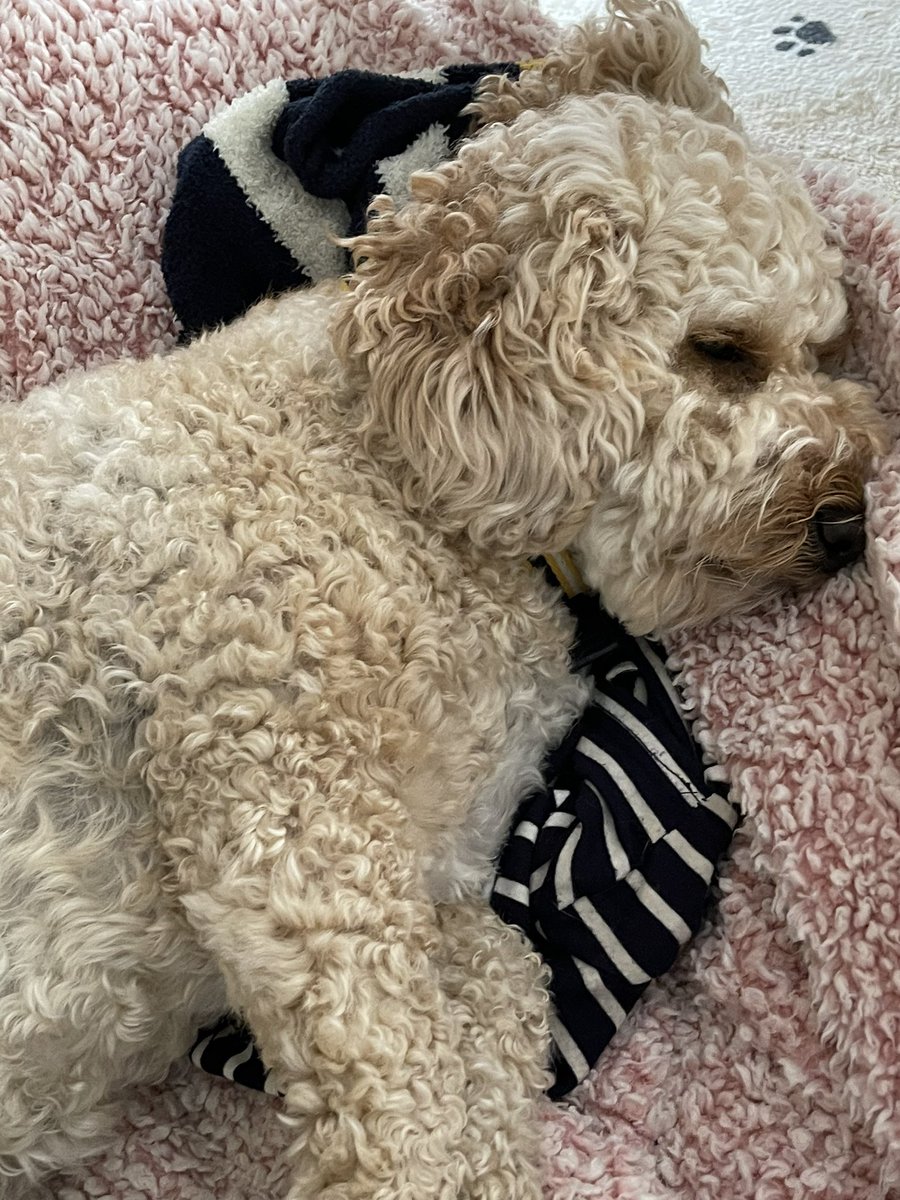 Ruby_Cockapoo's tweet image. Good Morning my lovely pals, I’ve decided on a lie in today 🤪🐶🐾💕 #DogsofTwittter