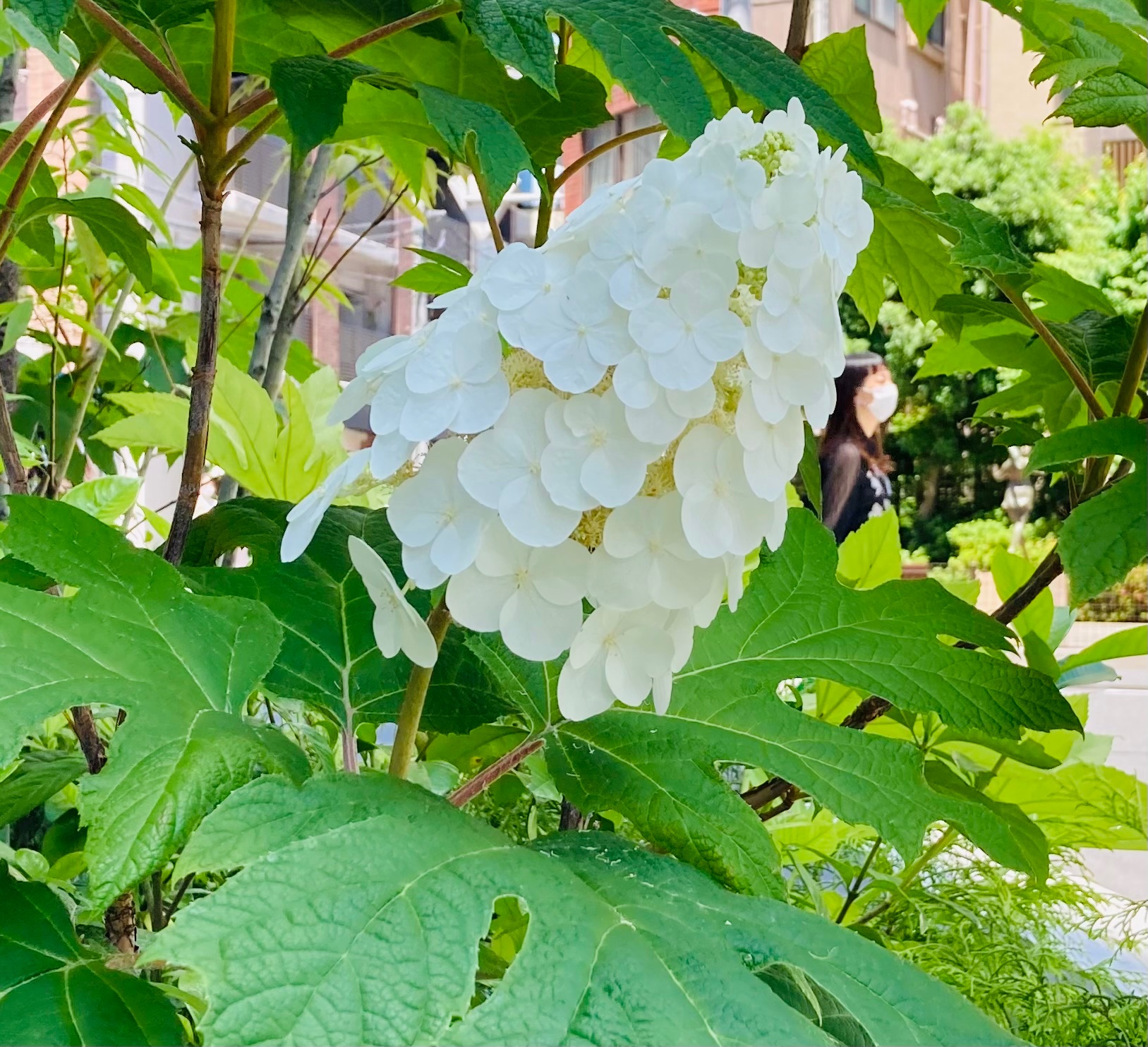 Champagnegold 真っ白の柏葉紫陽花 かしわばあじさい 花言葉 清純 慈愛 以前出かけた 東京サマーランド の 真っ白の紫陽花 アナベルの雪山 も見事でした T Co Pr22law41v Twitter