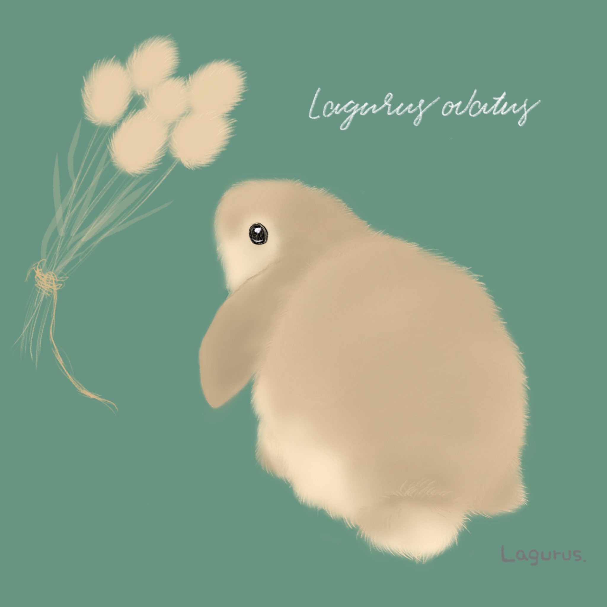 ラグラス ゆるイラスト Lagurus Bunny Twitter