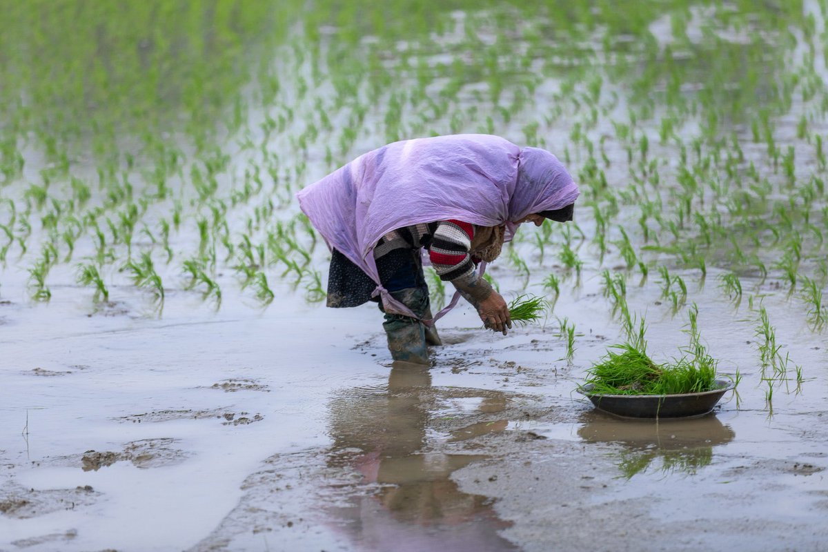 Gm fam☀️
Started my day by collecting an edition of “Paradise Lost” by dear <a href="/AghaeeMariam/">Mariam</a> 

Its my first grab on <a href="/KnownOrigin_io/">KnownOrigin.io</a> 
Btw weekends are best time to snipe editions wen ⛽️ is super low!

#NFT #nftphotography