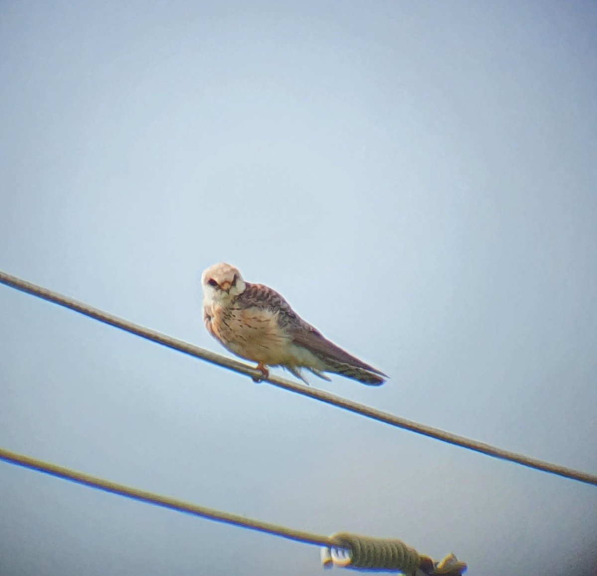MikeeDeedee's tweet photo. No judging as I can't digiscope to save my life. Couldn't resist the double falcons opportunity in Kent with @yafflehunter which also doubled as a celebration of me permanently leaving office work #eleonaras #redfooted https://t.co/dIU8gs75Xd
