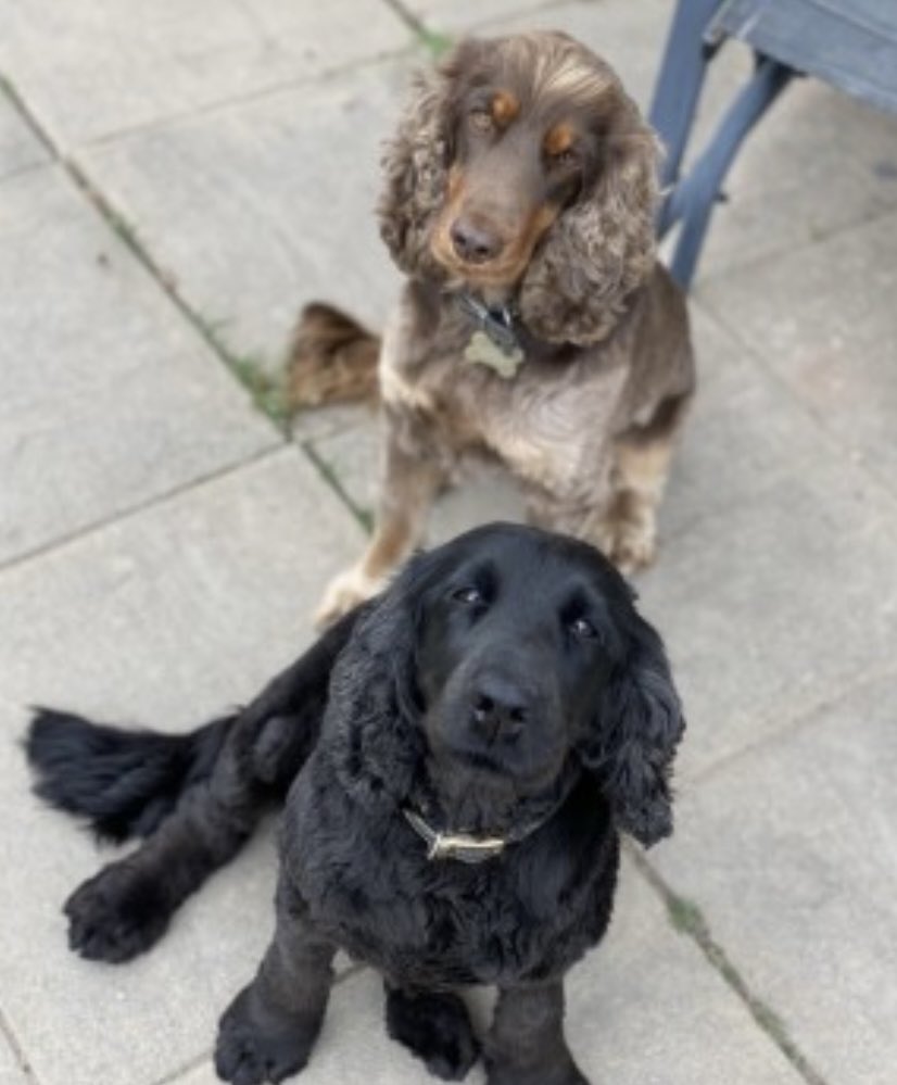 rosieDoc2's tweet photo. BELLA &amp; MOLLY missing from Farmland nr #Whittington around #Middleton / #AstonSquare / #Babbinswood #SY11 3/6/22
Both female #CockerSpaniel 
TAGGED/CHIPPED /SPAYED brown collars
BELLA Black
MOLLY Brown/tan timid &amp; nervous of ppl &amp; dogs
https://t.co/1SYcyvh5Dr https://t.co/6Bhklr6ajQ